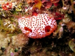 Aplidium elegans
