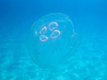 Aurelia aurita