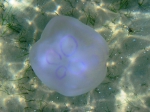 Aurelia aurita