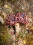 Bispira volutacornis