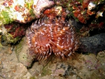 Bispira volutacornis