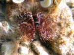Bispira volutacornis