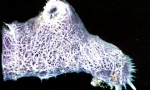Haliclona mucifibrosa Holotype Haliclona mucifibrosa Holotype