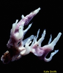 Haliclona magnifica Haliclona magnifica