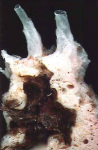 Haliclona magnifica Holotype Haliclona magnifica Holotype