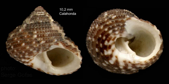Clanculus cruciatus (Linnaeus, 1758) � specimen from Calahonda, M�laga, S. Spain (actual size 10.2 mm)