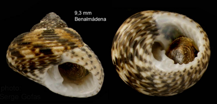 Clanculus jussieui (Payraudeau, 1826)   � specimen from Benalm�dena, S. Spain (actual size 9.3 mm)