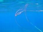 Ctenophora (Sea gooseberries)