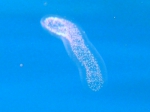 Collozoum cf. inerme