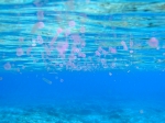 Collozoum cf. inerme