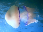 Rhizostoma pulmo