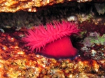 Actinia schmidti