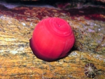 Actinia schmidti
