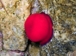 Actinia schmidti