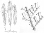 Sertularia pinaster from Ellis & Solander (1786) Sertularia pinaster from Ellis & Solander (1786)