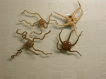 Amphiura brachiata  - Ingegraven slangster