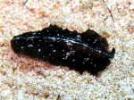 Pseudoceros maximus Pseudoceros maximus