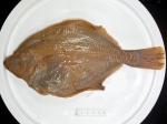 Liopsetta glacialis - Arctic flounder (blindside)