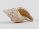 Propebela turricula