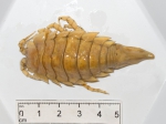 Saduria entomon