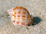 Semicassis granulata
