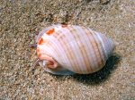 Semicassis granulata