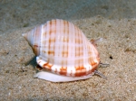 Semicassis granulata