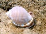 Semicassis granulata