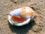 Semicassis granulata