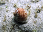 Tectonatica filosa