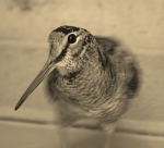 Houtsnip (Scolopax rusticola)