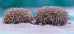 Psammechinus miliaris Psammechinus miliaris