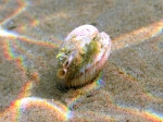 Bivalvia