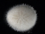 Picture of Echinocyamus pusillus