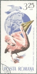 Pelecanus onocrotalus
