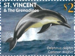 Delphinus delphis