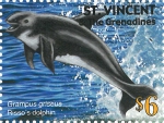 Grampus griseus