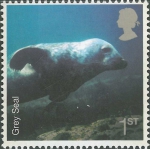 Halichoerus grypus