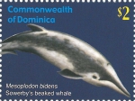 Mesoplodon bidens