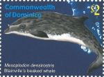 Mesoplodon densirostris