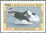 Orcinus orca