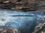 Beloniformes