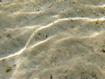 Scophthalmus rhombus