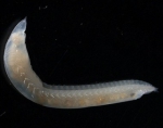 Picture of Ophelia limacina