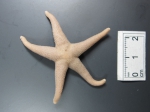 Henricia sanguinolenta