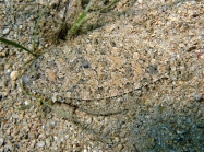 Arnoglossus thori