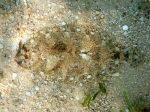 Arnoglossus thori