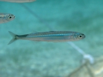 Atheriniformes