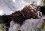 Echinoidea (sea urchins)