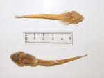 Ulcina olrikii - dorsal ventral